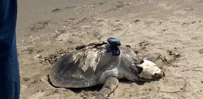 Tortuga verde muere por contaminación con hidrocarburos en costas de Veracruz
