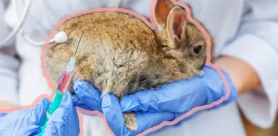 Vacunas Esenciales para Conejos Domésticos: Enfermedades Mortales y Prevención