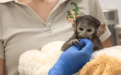 Yuji, el 'Punch Mexicano' del Zoológico Guadalajara, cautiva con su crecimiento y ternura