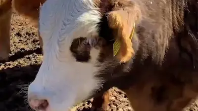 Zacatecas Activa Cerco Sanitario por Gusano Barrenador Proveniente de San Luis Potosí