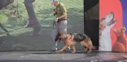 Adopción selectiva de perros del Metro en PETFEST 2026: Conexión emocional en Campo Marte