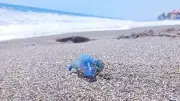 Alerta en Michoacán por medusa 'dragón azul': peligros y recomendaciones