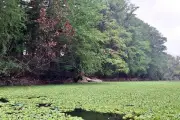 Alerta por proliferación de lirio acuático en la Presa de Santiago, Nuevo León