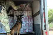 Aseguran 65 kg de cocaína en tráiler en Colima