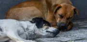 Asesinan a perrita a balazos en colonia Gobernadores de Gómez Palacio, Durango