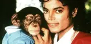 Bubbles, el chimpancé de Michael Jackson: De la fama mundial a la tranquilidad en un santuario