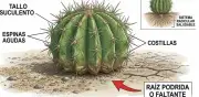 Cactus sin raíz: Método de 3 pasos para salvarlo y lograr que rebrote