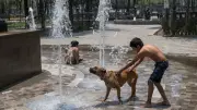 Calor extremo en México: 10 consejos para proteger a tus mascotas