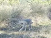 Carnívoros como dispersores de semillas: el papel ecológico de depredadores en la regeneración vegetal