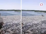 Catástrofe ambiental en Altamira: Hallan dos toneladas de peces muertos en estero El Camalote