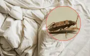 Chinches en la cama: Guía completa para identificarlas, prevenirlas y eliminarlas