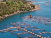 Cibnor y La Crónica lanzan podcast sobre acuacultura social en comunidades pesqueras