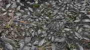 Cientos de peces muertos en el Río Pánuco alarman a comunidades de Veracruz y Tamaulipas