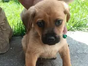 Cinco cachorros y gatitos rescatados buscan hogar en la Brigada de Vigilancia Animal