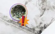 Cómo eliminar el moho con alcohol isopropílico y agua tibia