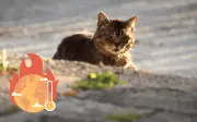Cómo proteger a tus mascotas del golpe de calor en México