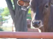 CNOG advierte: importar carne no garantiza bajar precios y afecta a productores nacionales