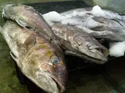 Conapesca establece vedas y aprovechamientos pesqueros en 15 estados para abril 2026