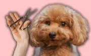 Cortar el pelo a tu perro en verano: ¿Es realmente beneficioso o un riesgo para su salud?