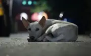 Día Internacional de los Animales en Situación de Calle: Reflexión y Acción en México