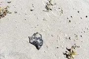 Derrame de Chapopote Contamina Isla del Padre y Costas de Matamoros