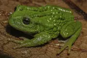 Descubren nueva especie de rana en Perú que transporta a sus crías en la espalda