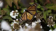 Descubrimiento Histórico: Mariposas Monarca se Reproducen en Quintana Roo