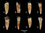 Dientes prehistóricos revelan que la producción textil era tarea exclusiva de mujeres