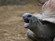 Diez tortugas gigantes restauran ecosistema isleño tras 180 años de deterioro