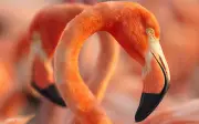 Documental 'Flamingos: La vida después del meteorito' llega a cartelera tapatía