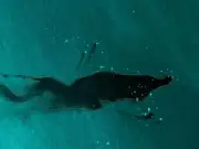 Ecocidios globales: amenazas al medio ambiente y la biodiversidad