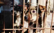 Edomex aprueba ley de protección animal con multas hasta 35 mil pesos