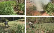 Ejército destruye plantíos de marihuana y amapola en Badiraguato, Sinaloa