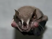 El secreto de los murciélagos: cómo vuelan sin sufrir daño físico extremo