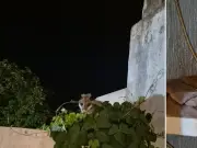 El Tlacuache: De Mito Mesoamericano a Vecino Urbano en Mérida