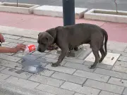 Especialistas del CUCBA alertan sobre riesgos para mascotas en temporada de calor