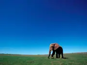 Estudio genómico revela aislamiento genético en elefantes africanos por fragmentación de hábitat