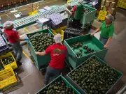 Exportación de aguacate: México se consolida entre los 10 principales exportadores globales en 2025