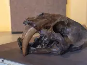 Extinción de megafauna transformó redes alimentarias, revela estudio