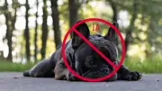 Extorsiones con IA se multiplican: estafadores engañan a dueños de mascotas perdidas en tres estados