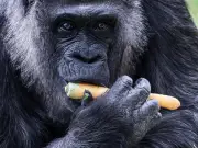 Fatou, la gorila más longeva del mundo, celebra su 69 cumpleaños en Berlín