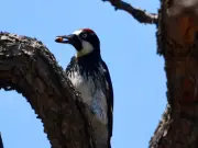 Fauna silvestre regresa gradualmente al Bosque La Primavera tras incendio forestal