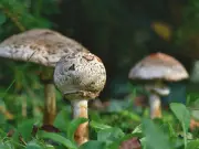 Funginnova 2026: México lidera la revolución fúngica con innovación y sostenibilidad