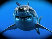 Grandes peces como atunes y tiburones en riesgo por calentamiento oceánico