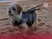 Guía completa para llevar a tu perro a la playa: cuidados y precauciones esenciales