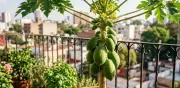 Guía para cultivar papaya en maceta y tener fruta tropical en casa