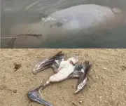 Hallan manatí y pelícano muertos en río Coatzacoalcos; suman tres manatíes fallecidos en 2026