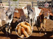 Hidalgo reporta 229 casos de gusano barrenador en ganado y perros callejeros