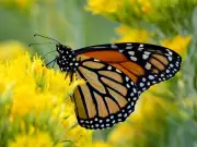 Hidalgo Reporta Incremento Histórico en el Paso de Mariposas Monarca Tras Dos Años de Declive