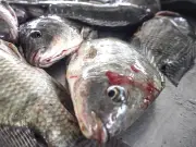 Iniciativa busca reconocer a los peces como animales y no recursos en México